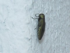 Agrilinae