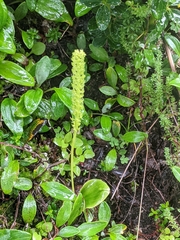 Malaxis muscifera