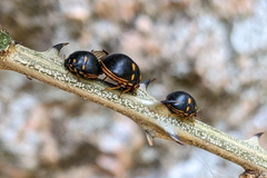 Paracopta duodecimpunctata