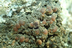 Fuscopannaria pacifica