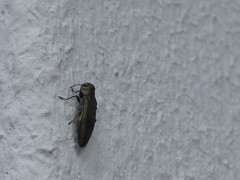 Agrilinae