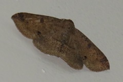 Ericeia congressa