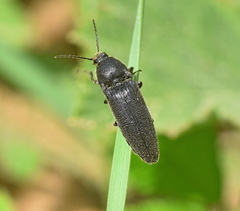 Melanotus punctolineatus