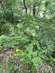 Thaspium pinnatifidum