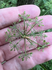 Thaspium pinnatifidum