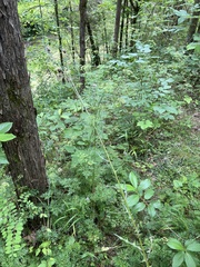 Thaspium pinnatifidum