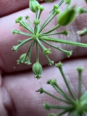 Thaspium pinnatifidum