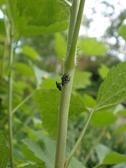 Lycorma delicatula