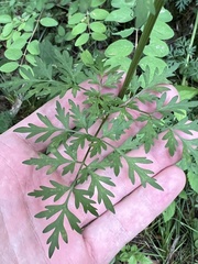 Thaspium pinnatifidum