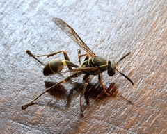 Mischocyttarus pallidipectus