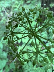 Thaspium pinnatifidum