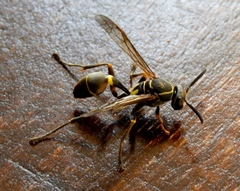 Mischocyttarus pallidipectus