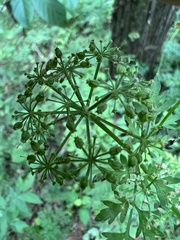 Thaspium pinnatifidum