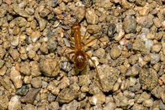 Myrmecocystus mexicanus