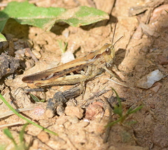 Chorthippus maritimus maritimus