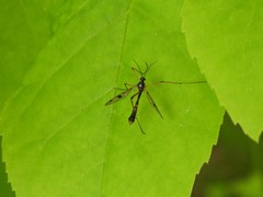 Ptychoptera contaminata