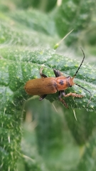 Cantharis coronata