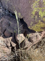 Hesperidanthus linearifolius