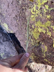 Hesperidanthus linearifolius