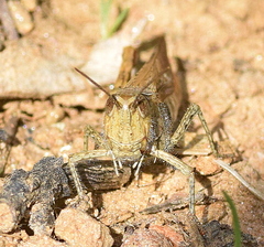 Chorthippus maritimus maritimus