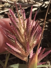 Eragrostis patens