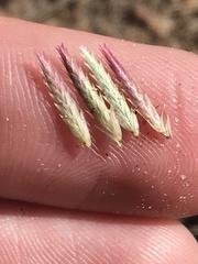 Eragrostis patens