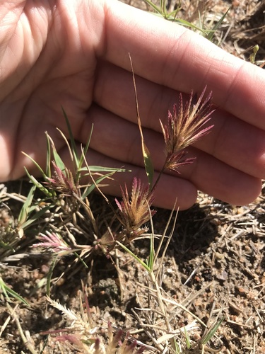Annual Love Grass (Eragrostis patens)