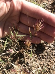 Eragrostis patens