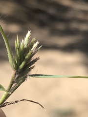 Eragrostis patens