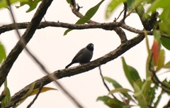 Lagonosticta larvata