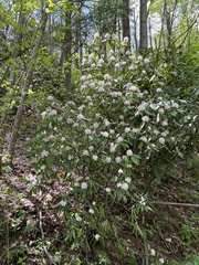 Rhododendron carolinianum