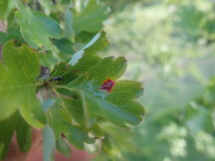 Gymnosporangium clavariiforme