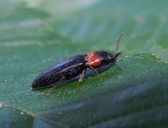 Ampedus sinuatus