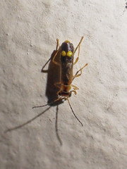 Malthinus seriepunctatus