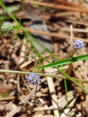 Eryngium baldwinii
