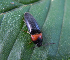 Ampedus sinuatus
