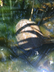 Kinosternon sonoriense