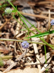 Eryngium baldwinii