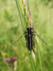 Agapanthia cardui