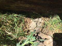 Kinosternon sonoriense