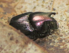 Onthophagus orpheus