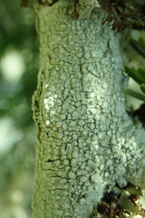 Pertusaria subvelata