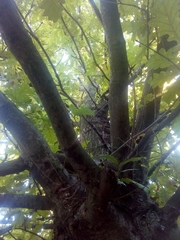 Quercus