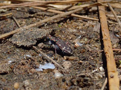 Cicindela oregona oregona