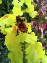 Bombus pascuorum