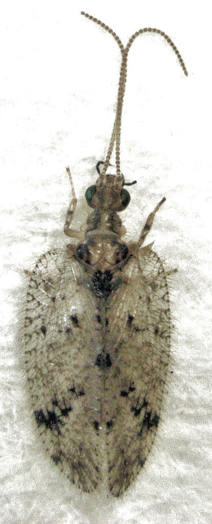 Psectra