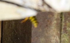 Dolichovespula arenaria
