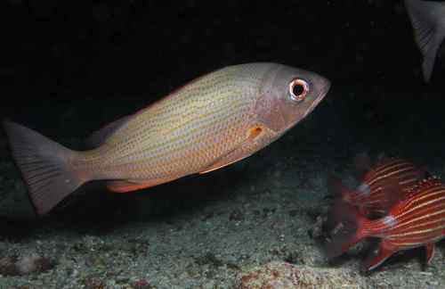 Golden African snapper (Lutjanus fulgens) — Lutjanidae — 4