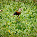 New World Jacanas - Photo (c) Karina Diarte, some rights reserved (CC BY-NC-SA)