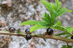 Paracopta duodecimpunctata